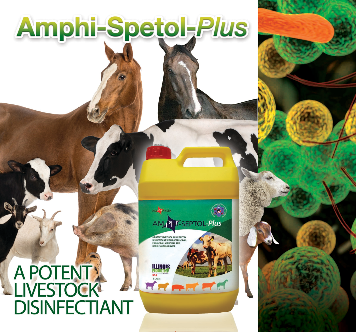 AmphiSeptol A potent Livestock & Poultry disinfectant