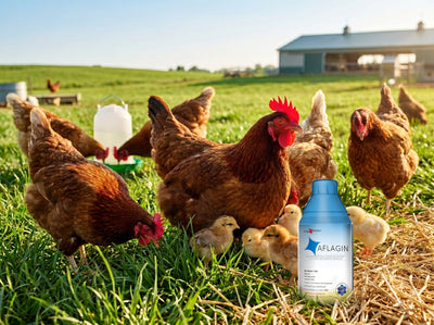 Aflagin: Best in Poultry Performance