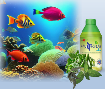 AmphiSpear for Aquaculture: A synergistic blend of natural essential oils designed to support aquatic animal health and water quality